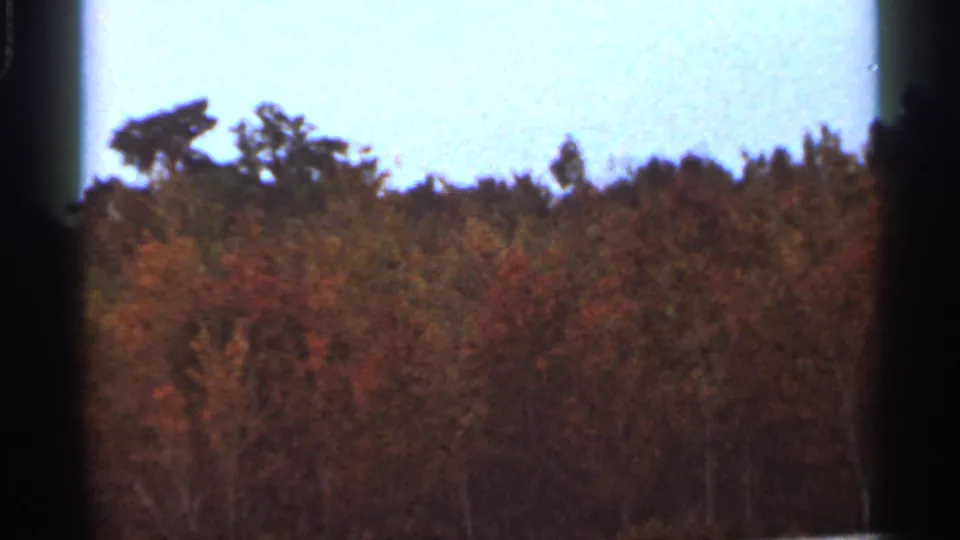 1966 Florida woodland view with orange, red-brown, and green treetops against a pale blue sky on 8mm film.