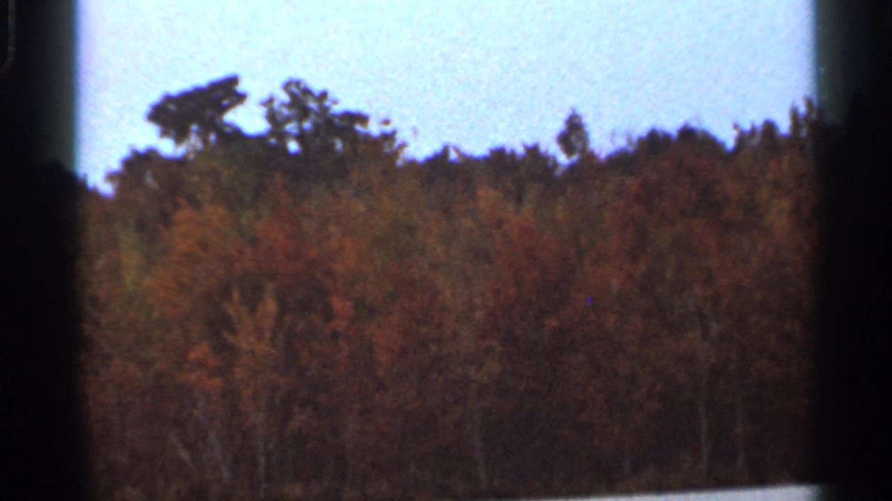1966 Florida 8mm view of a mixed autumn forest canopy, with dark lower trees and pale blue sky above.