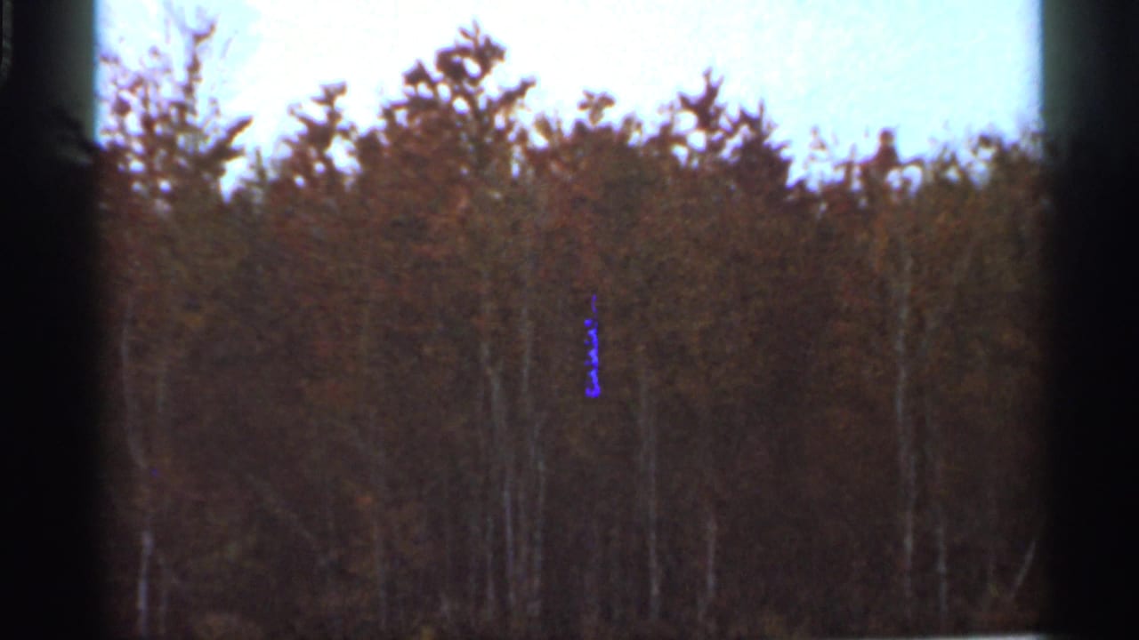 1966 Florida forest frame with tall trees, warm foliage, pale sky, and a small vertical blue scan or film artifact.