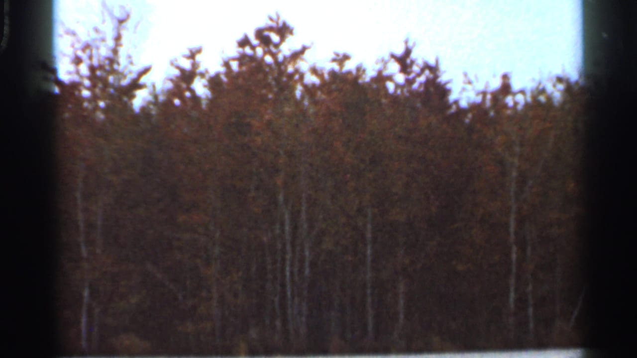 Tall trees under a bright pale sky, seen through dark film frame edges.