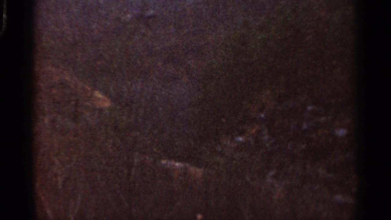 1966 8mm Georgia footage showing a dim overhead view of pine canopy with visible grain, gate edges, and dust marks.
