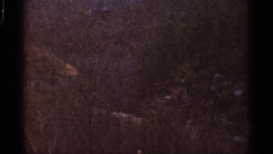 1966 8mm Georgia footage showing a dim overhead view of pine canopy with visible grain, gate edges, and dust marks.