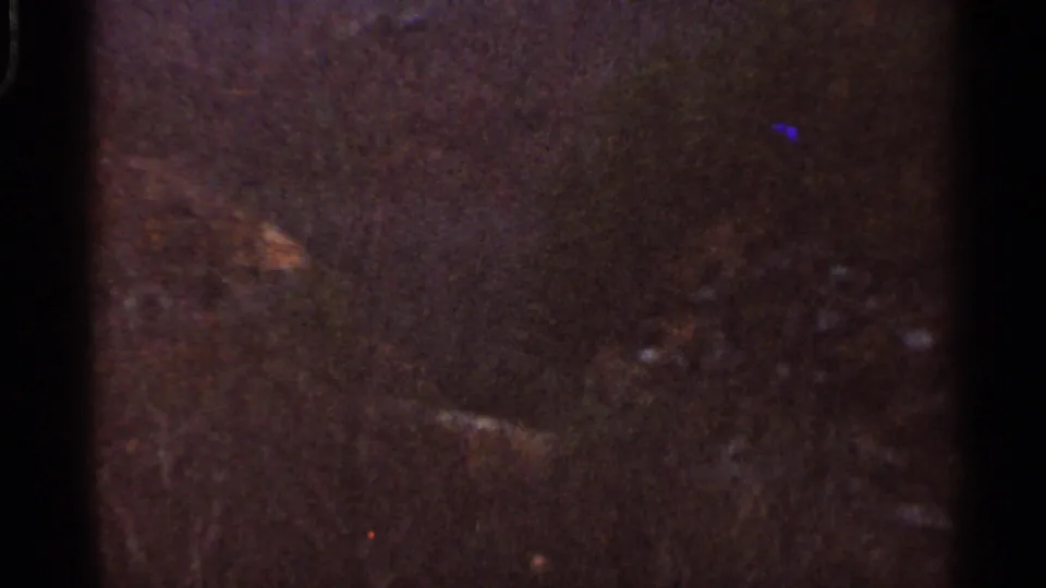 Overhead Georgia pine forest view on 8mm film, with dense canopy, dim exposure, grain, and small red-blue film artifacts.