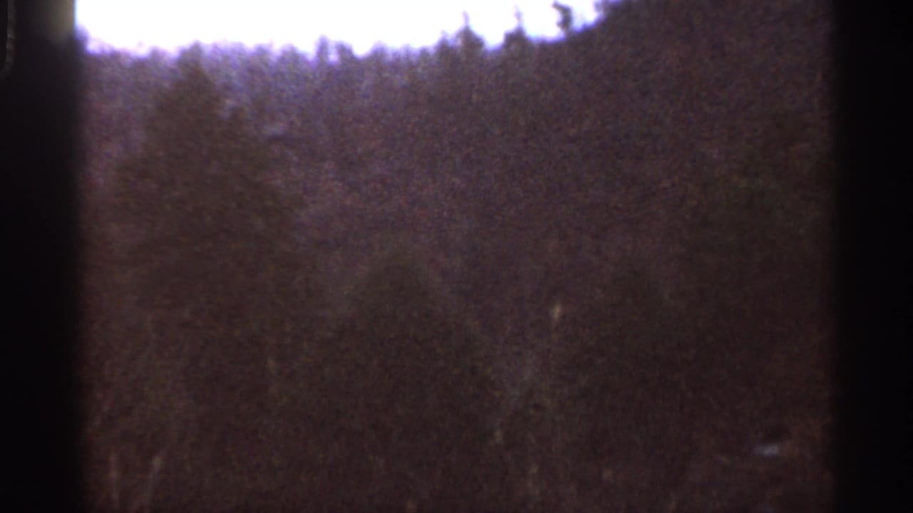 1966 8mm frame of Georgia pine canopy with a bright sky band near the top and soft, grainy exposure across the trees.
