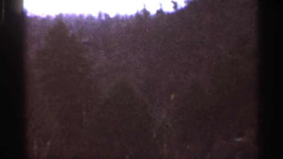 1966 8mm frame of Georgia pine canopy with a bright sky band near the top and soft, grainy exposure across the trees.
