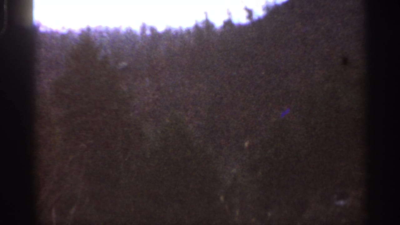 Final 8mm frame showing Georgia pine canopy under uneven exposure, with bright upper sky, vertical gate edge, grain, and small blue specks.