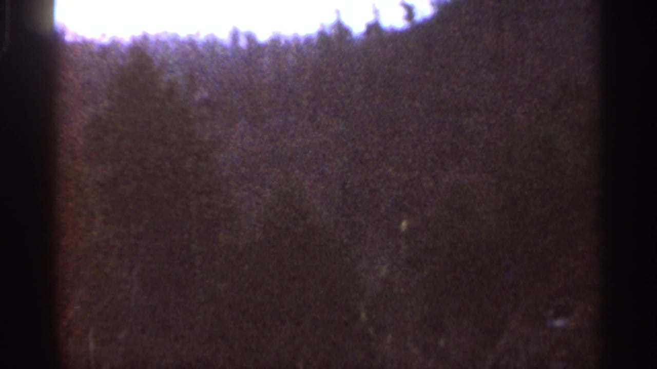 1966 Georgia home-movie frame showing a soft, grainy view of a wooded hillside under a bright overcast sky.