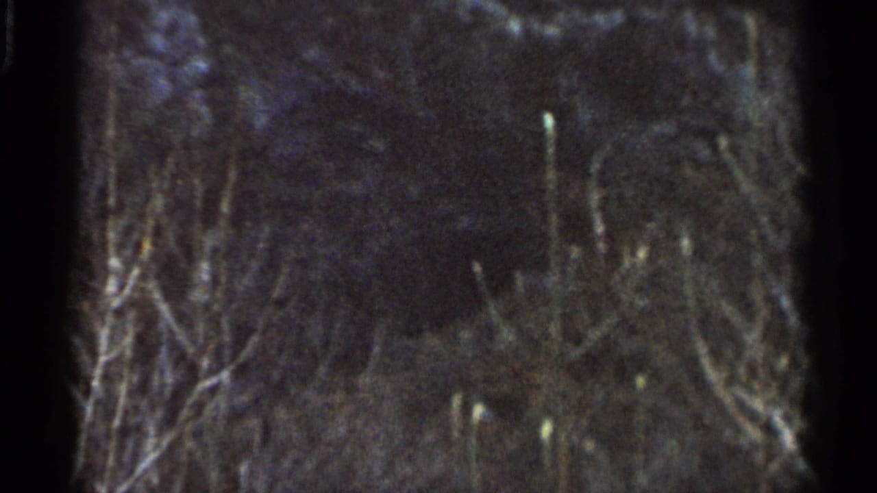 Dark 8mm frame from the Georgia clip showing bare tree branches and indistinct vegetation against a nightlike background.