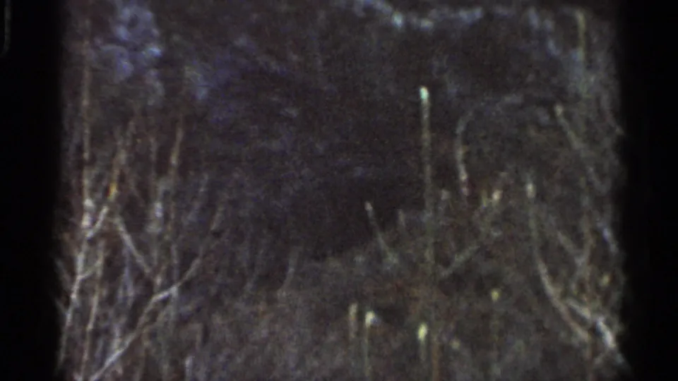 Dark 8mm frame from the Georgia clip showing bare tree branches and indistinct vegetation against a nightlike background.