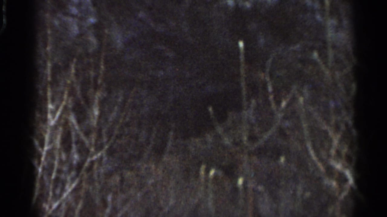 Underexposed 1966 Georgia home-movie frame with leafless branches and dark, indistinct vegetation filling the view.