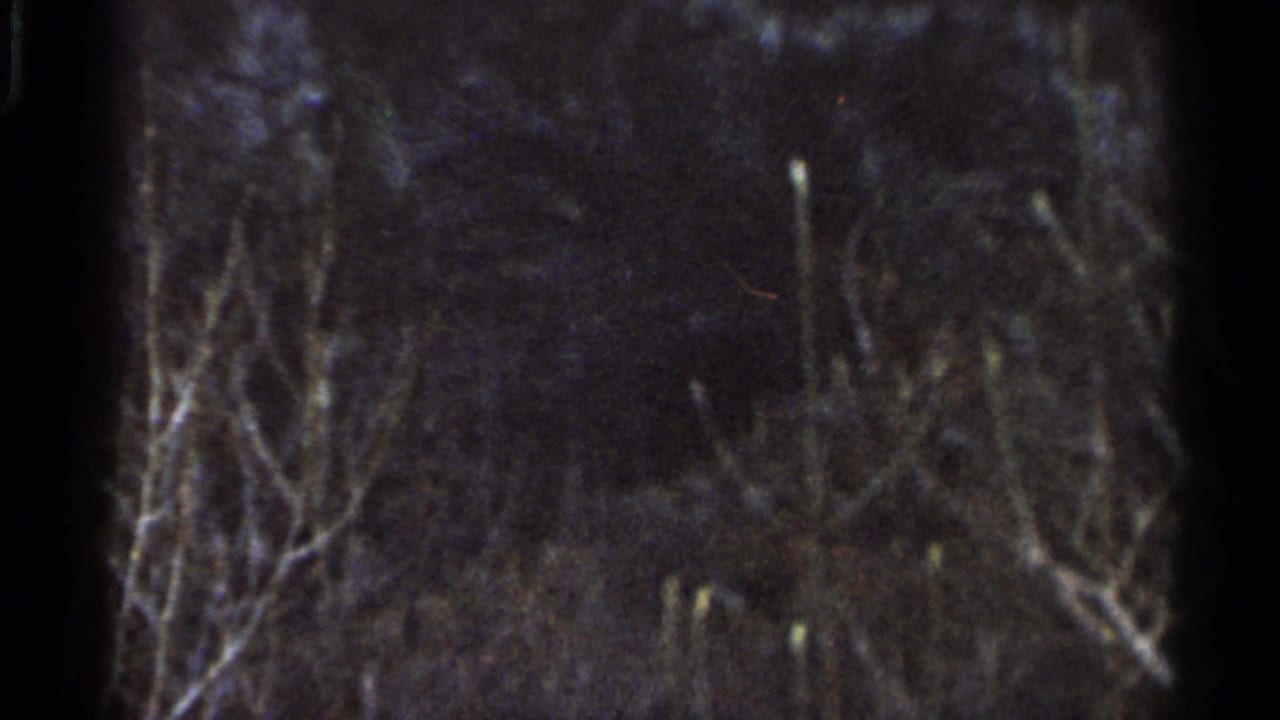 Dark 8mm frame showing bare branches and brush, with heavy grain and low exposure obscuring most background detail.