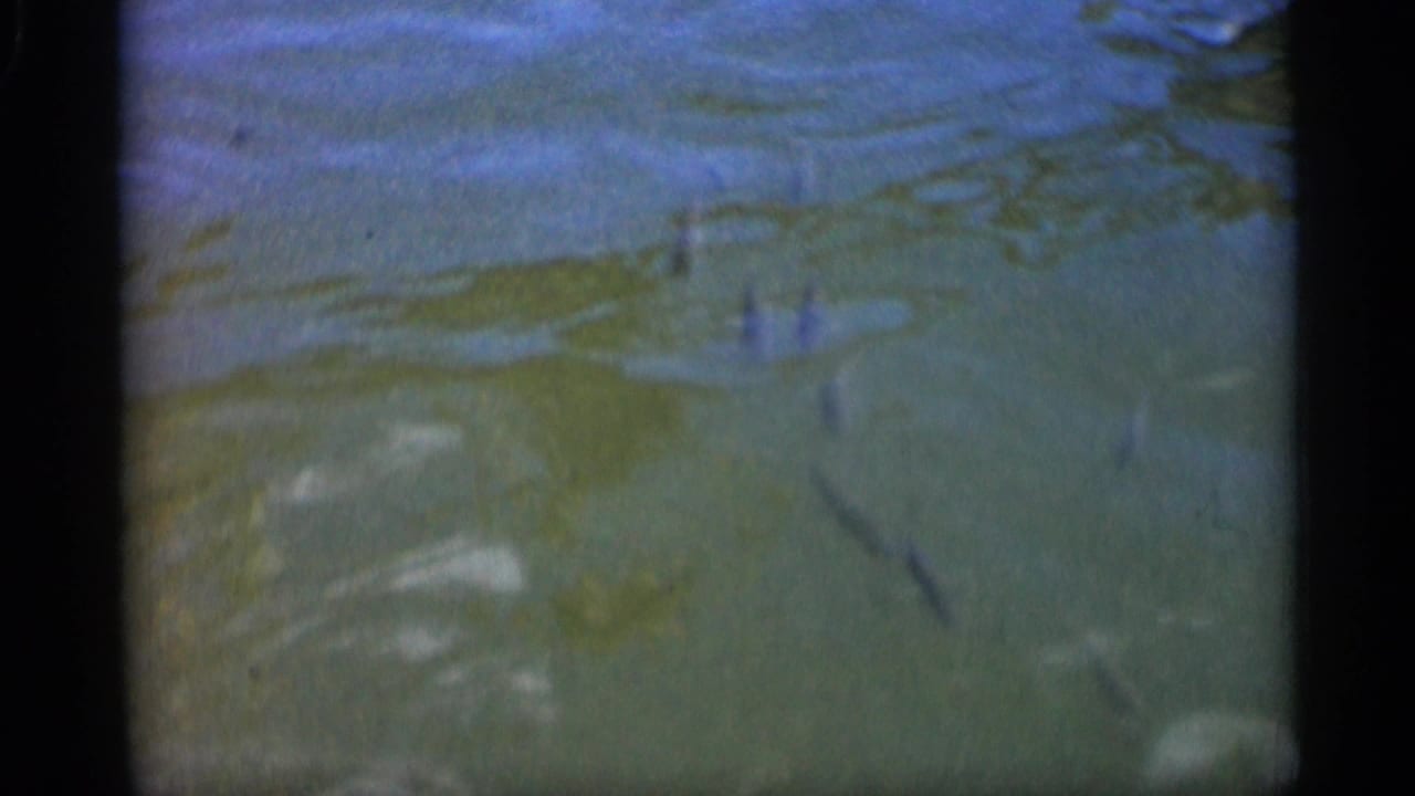 Small fish swim below shallow greenish water in supported 1958 Alabama 8mm home-movie footage.