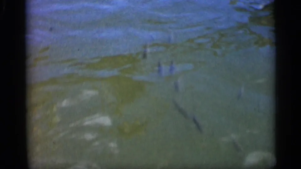 Small fish swim below shallow greenish water in supported 1958 Alabama 8mm home-movie footage.