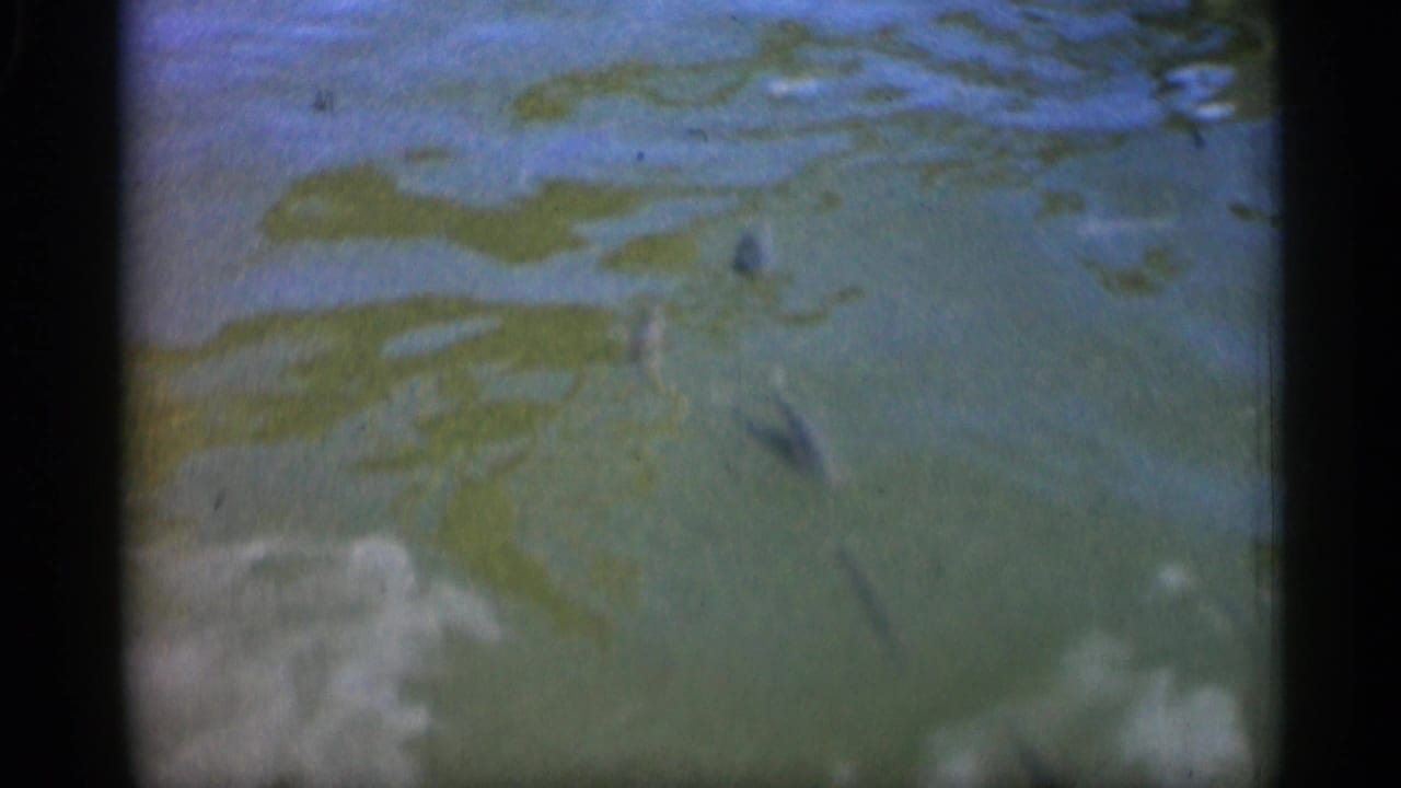 Several small fish under pale green water with ripples and reflected light.