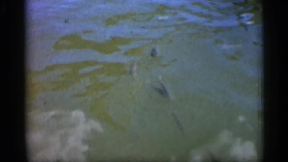 Several small fish appear beneath rippled green water in the supplied 1958 Alabama 8mm footage.