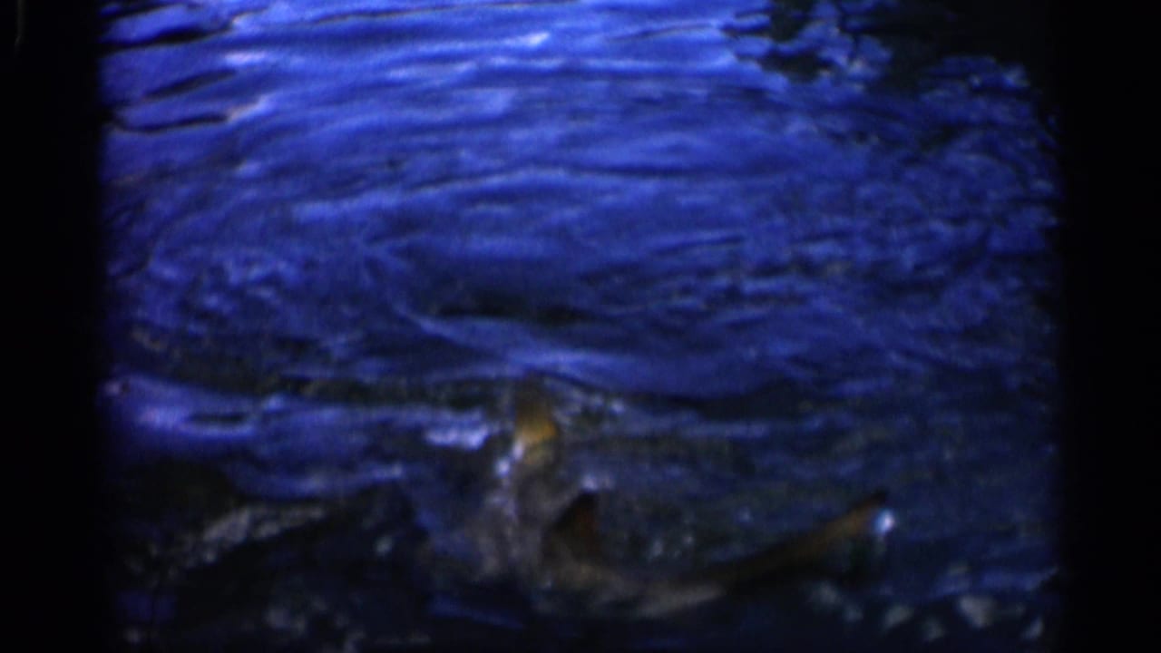 1958 Alabama home-movie frame with a large fish near the surface, partly obscured by dark blue ripples and reflections.