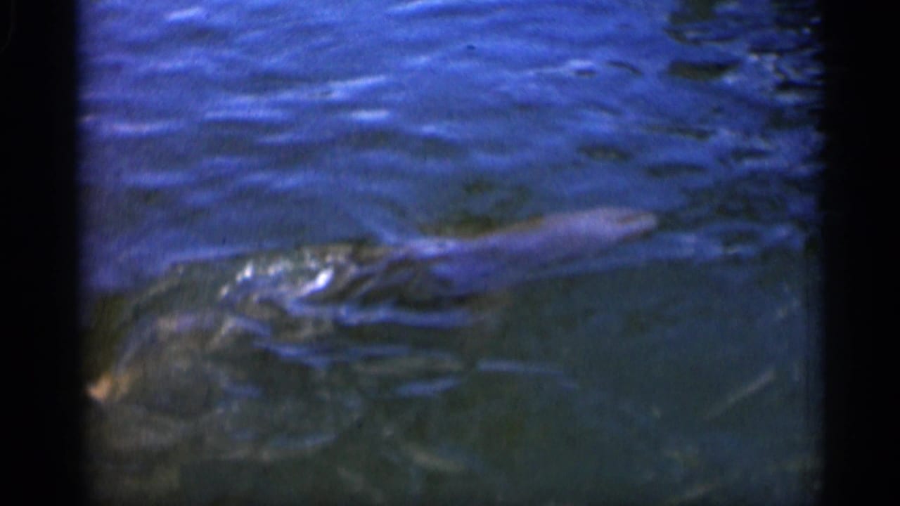 1958 Alabama 8mm frame showing the pale body of a large fish partly visible below blue-green water.