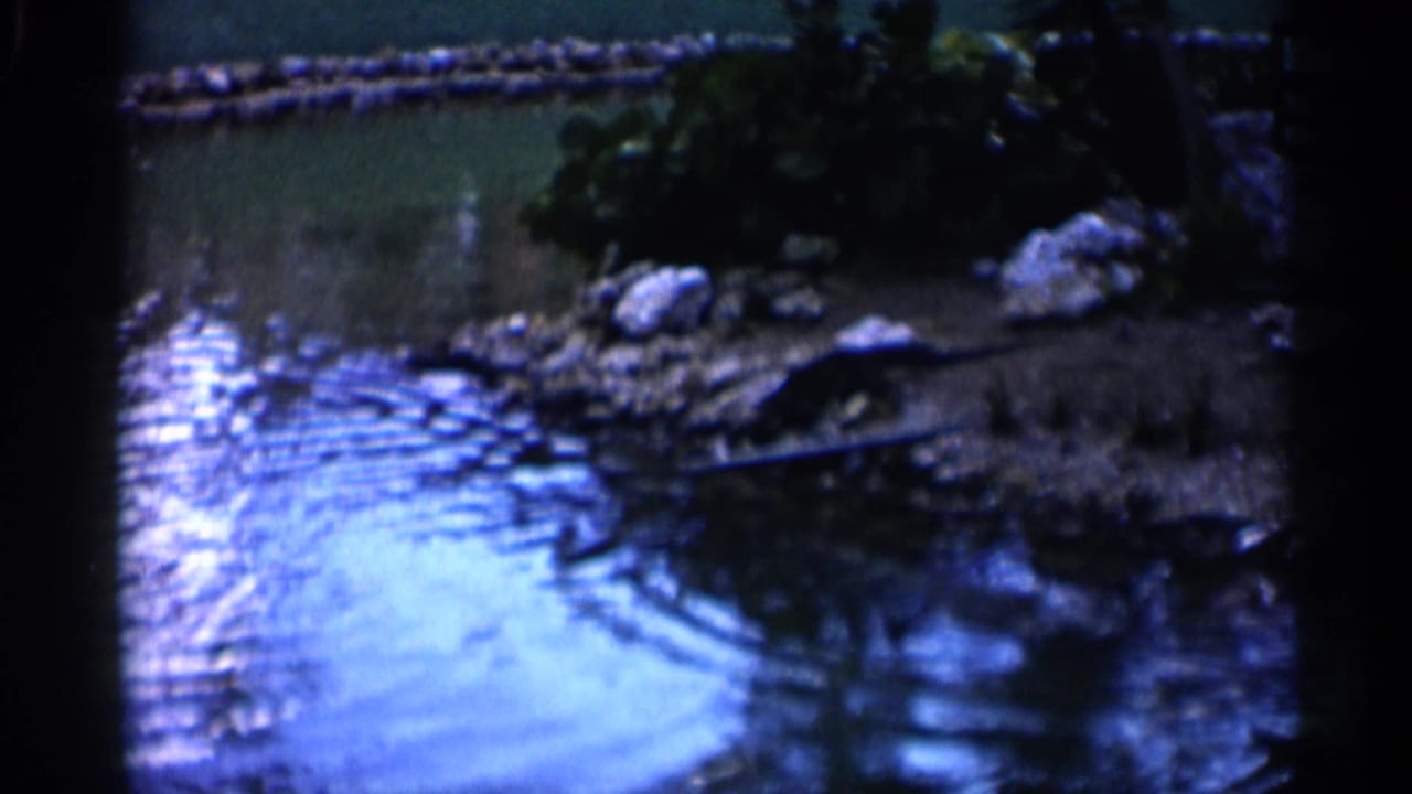 Dark 8mm frame of a zoo pond with rippled water, rocks, plants, and a low wall.