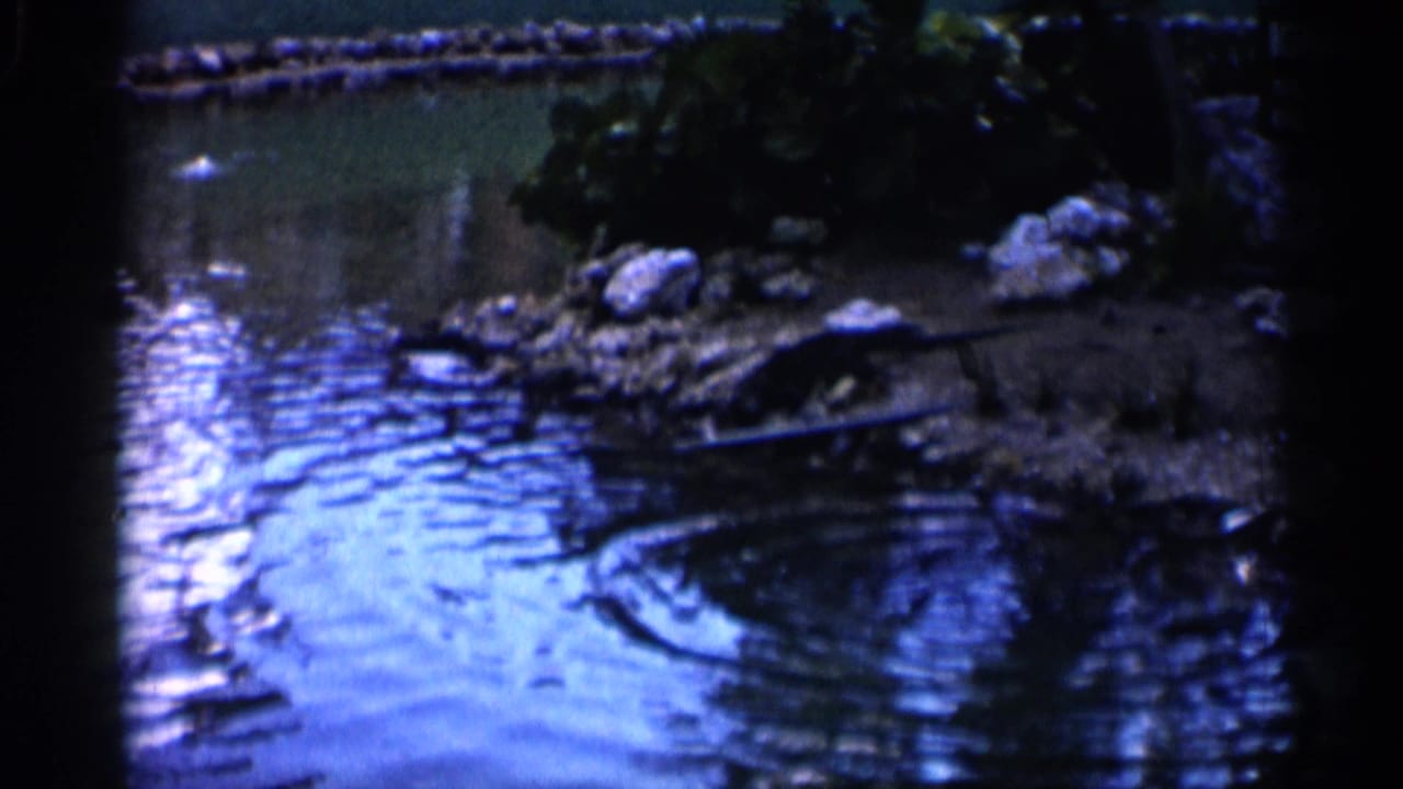 1958 Alabama zoo pond view with rippled water, rocks, shaded vegetation, and a curved dark form along the water's edge.