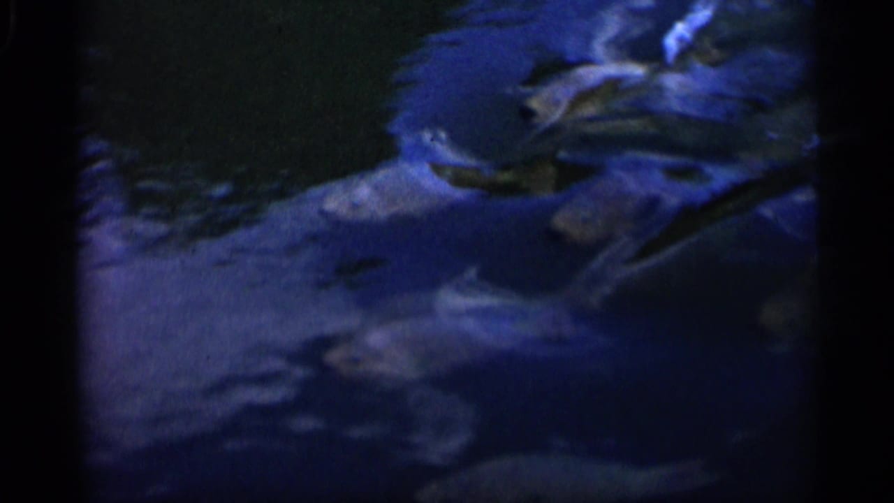 Grey fish move through blue-tinted water in a grainy 1958 Alabama 8mm home-movie frame.