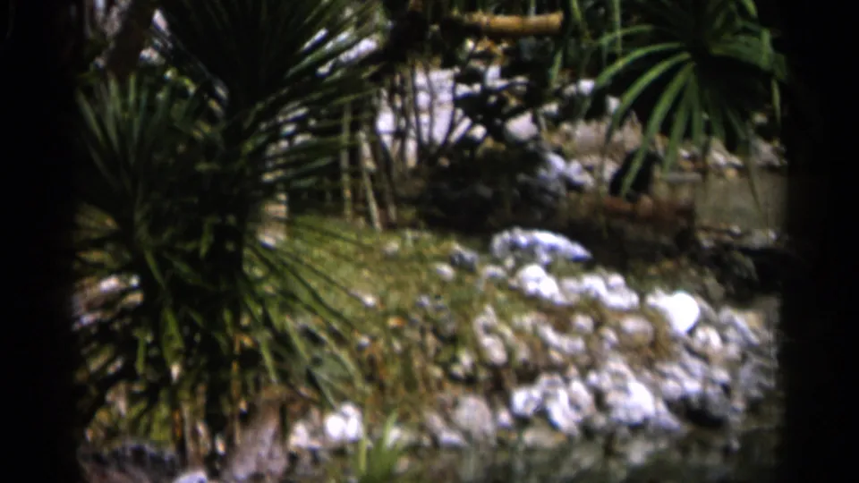 Rocky, vegetated shoreline with spiky green plants appears in the 1958 Alabama 8mm home-movie frame.