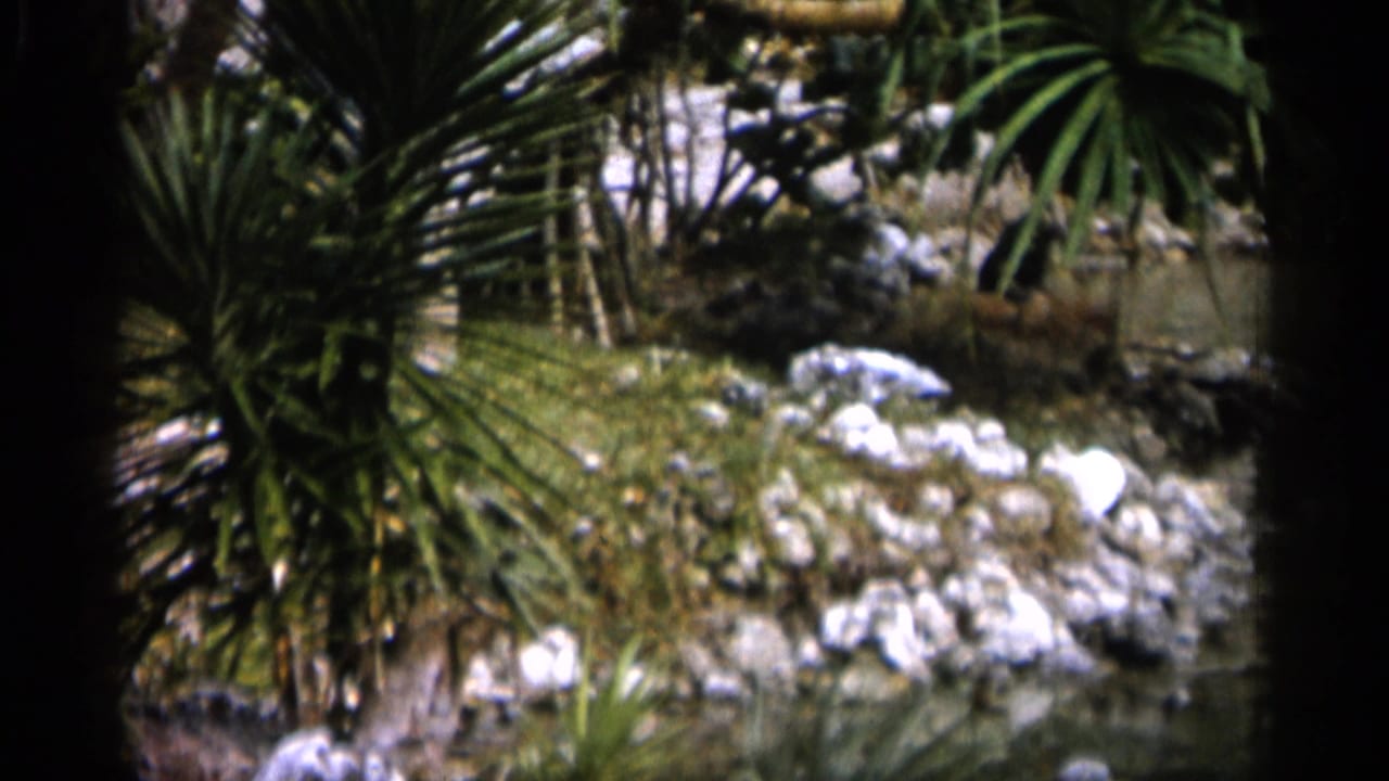 1958 Alabama home-movie frame showing rocks, greenery, palm-like leaves, and calm water along a riverbank.