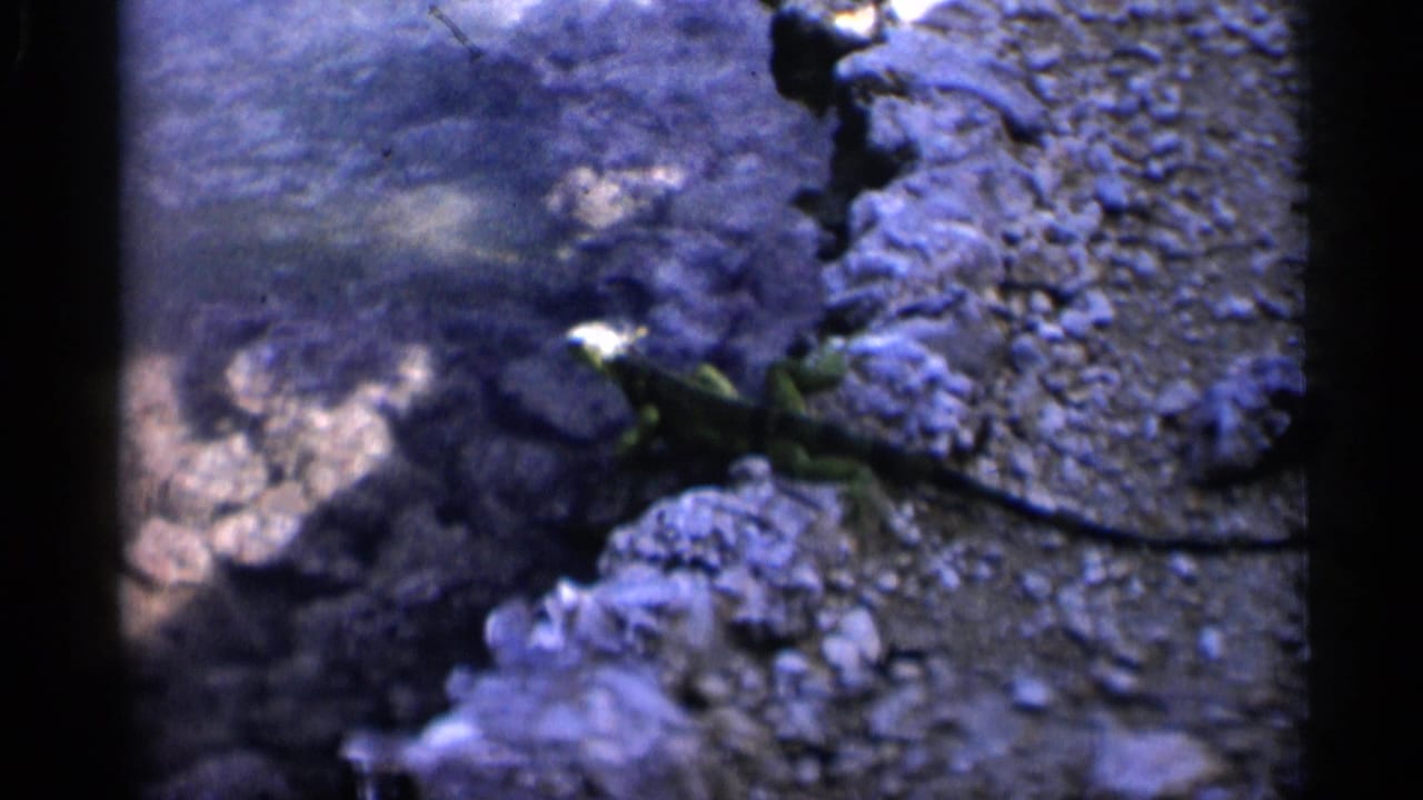 1958 Alabama home-movie frame showing a small lizard-like animal beside rocks, gravel, and the water's edge.