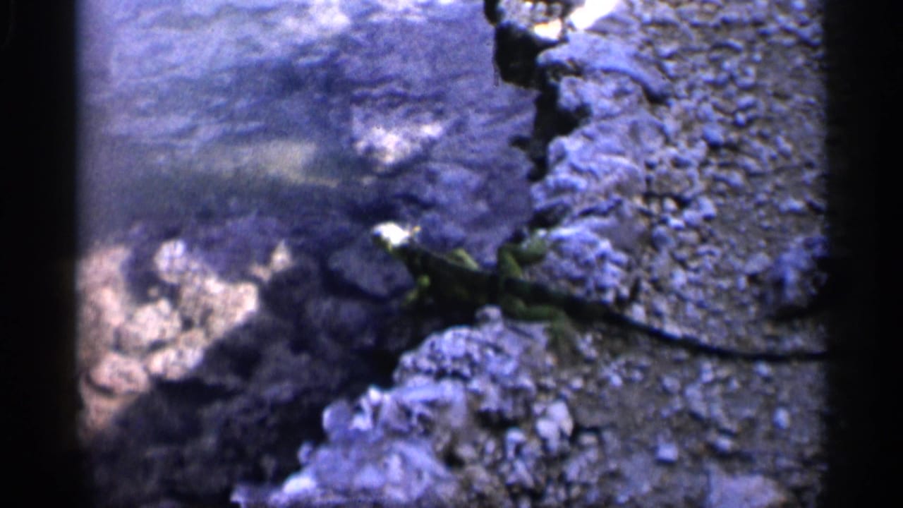 1958 Alabama frame with a small lizard-like animal moving near gravel, rocks, and shallow river water.