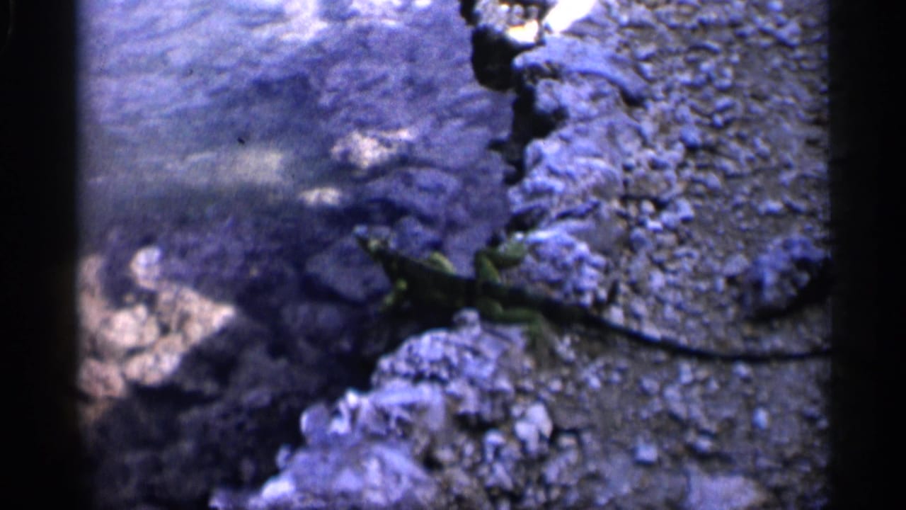 A reptile rests or moves along rocks near shallow water in 1958 Alabama home-movie footage.