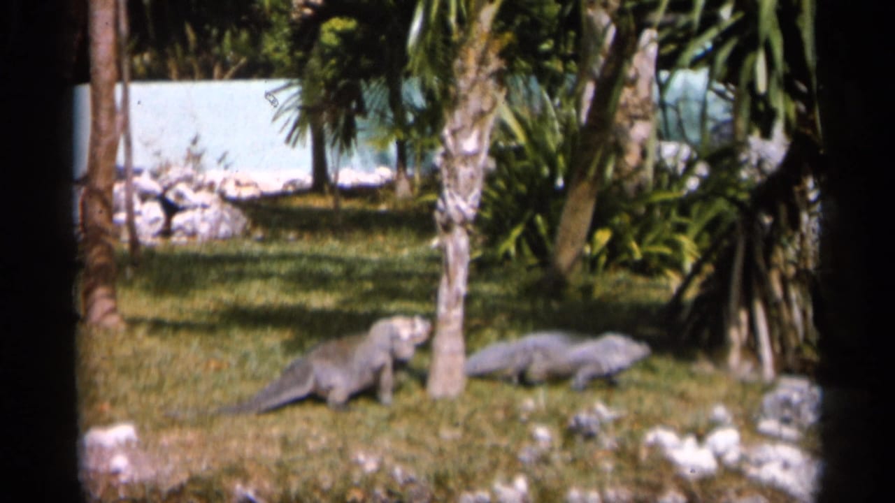 Two reptiles cross a grassy area near trees, rocks, and water in 1958 Alabama home-movie footage.