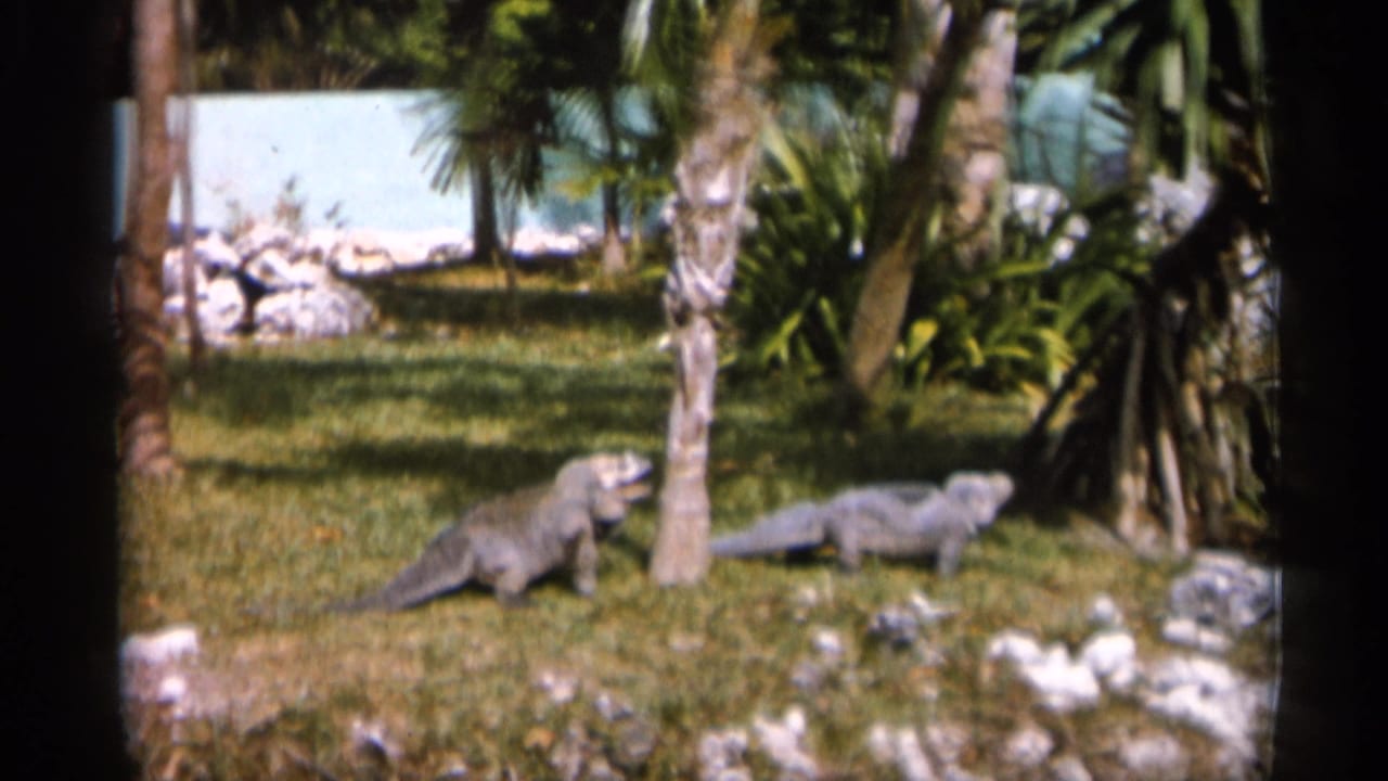 1958 Alabama home-movie frame showing large fish or aquatic animals near a landscaped pond edge with palms, rocks, and grass.