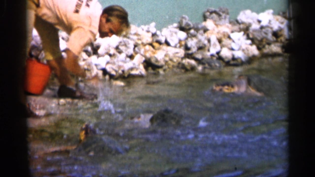 A man bends over a rocky pond edge with a red bucket as fish move near the surface.