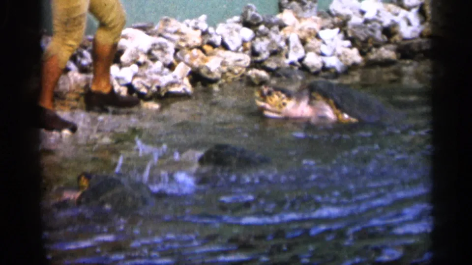 A 1958 Alabama frame shows a man standing at a rocky pond edge while a large fish surfaces in shallow water.