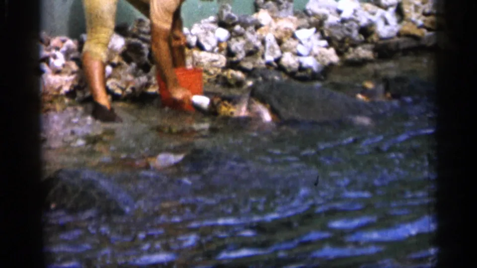 The man with the red bucket stands close to the shallow pond as fish surface along the rocks in this 1958 Alabama home movie.