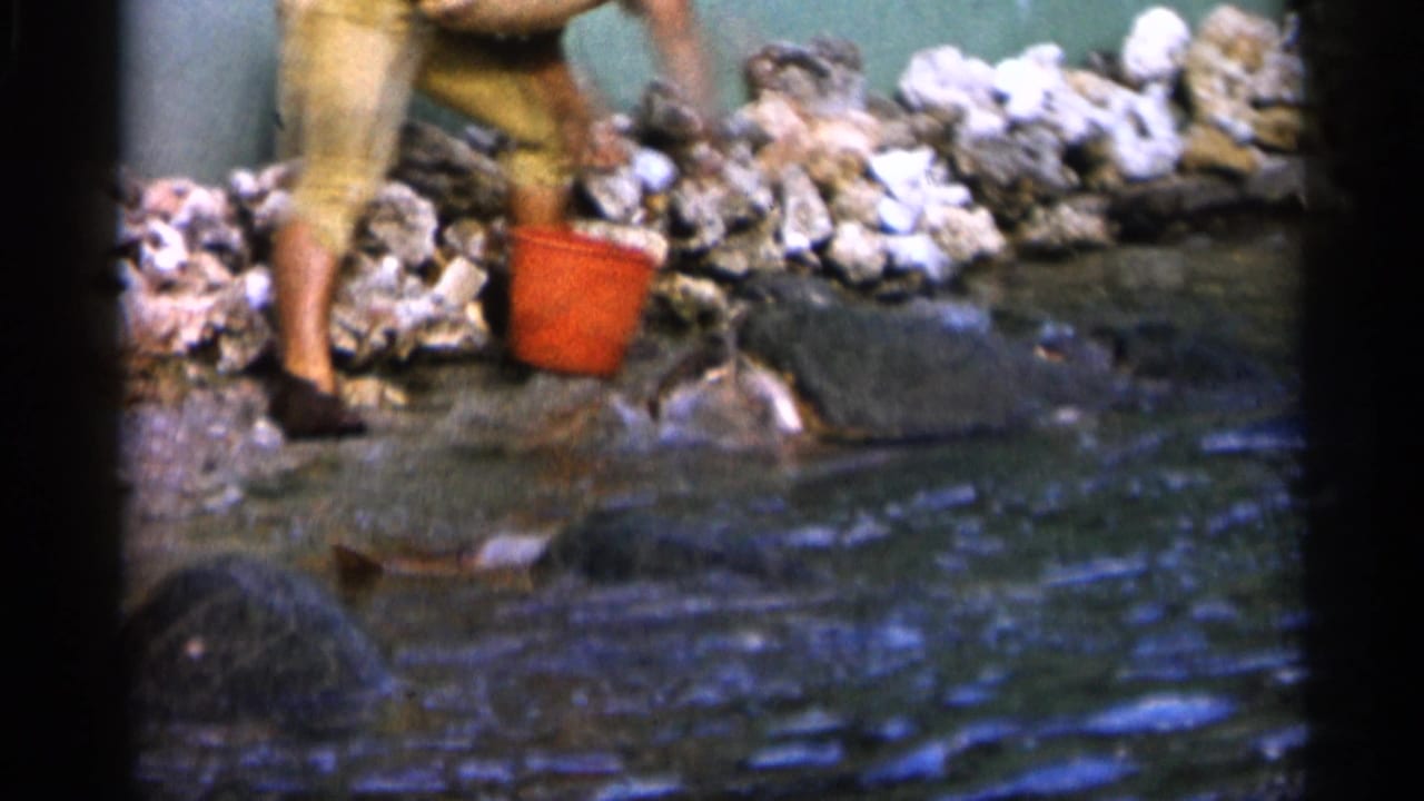Visitor legs beside shallow water as a large turtle surfaces near a red bucket and rock border.