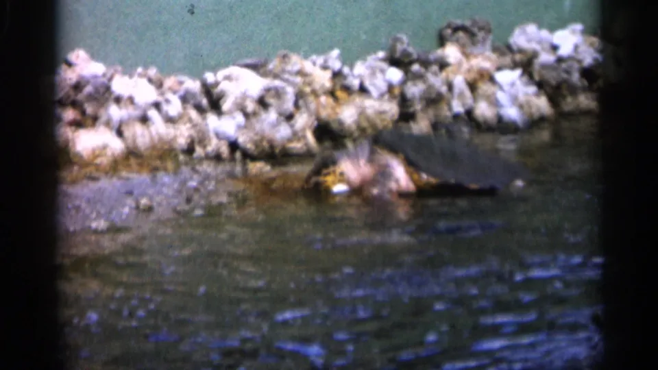 A turtle moves through a shallow enclosure pool in vintage 1958 Alabama home-movie footage.