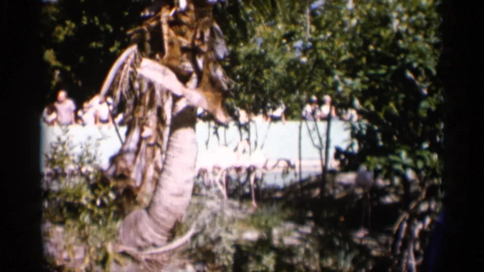1958 Alabama 8mm view through foliage toward flamingos in an outdoor enclosure with distant visitors.