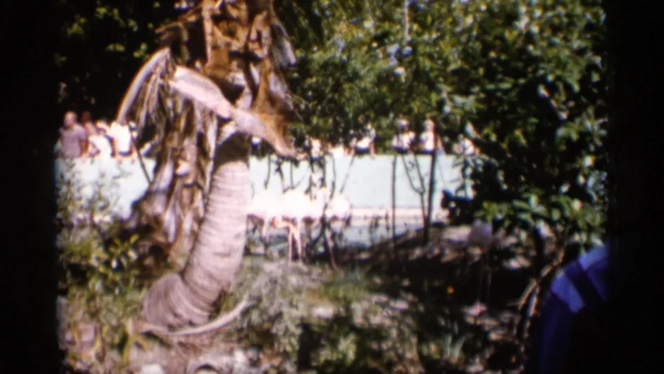 Vintage 1958 Alabama frame showing flamingos beyond trees, with visitors gathered along the enclosure edge.