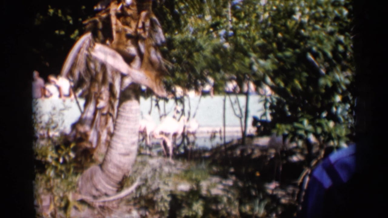 Flamingos stand near a shallow zoo enclosure partly framed by a palm trunk and foliage.