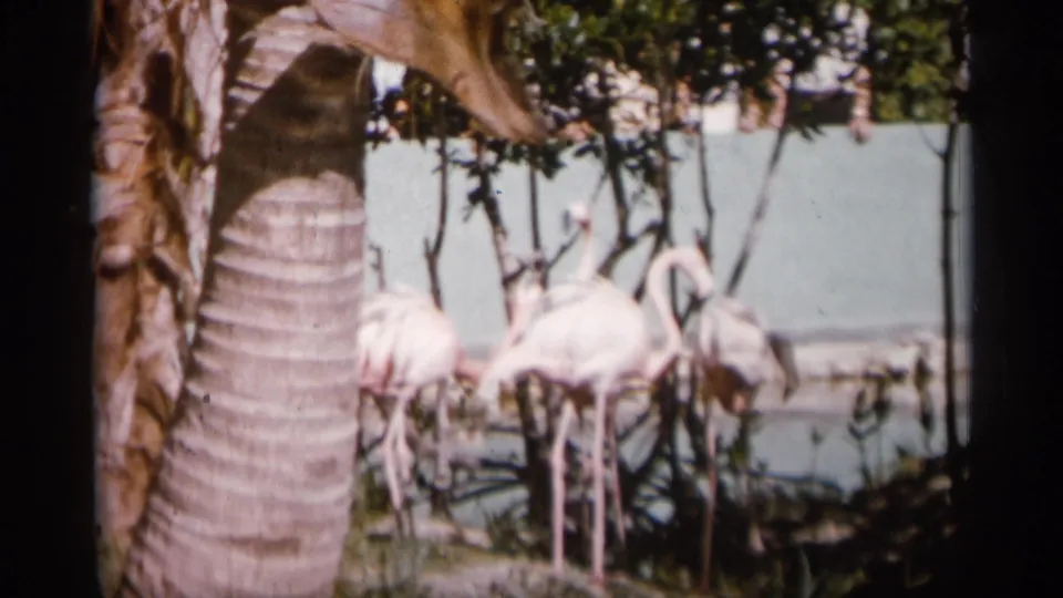 1958 Alabama zoo footage frame showing flamingos standing in shallow water behind foreground palm and foliage.