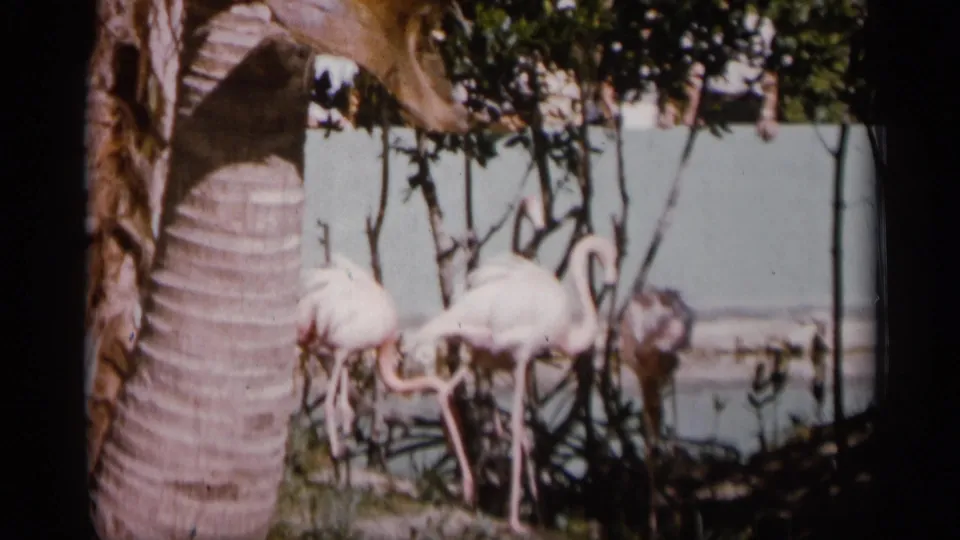 Mid-century Alabama zoo frame with flamingos in shallow water, filmed from behind a palm trunk and leafy branches.