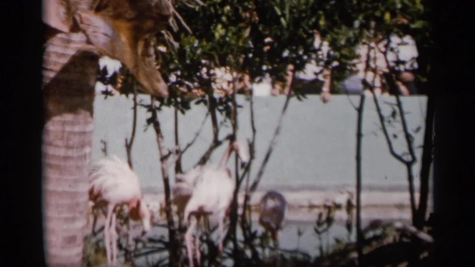 1958 Alabama home-movie frame of flamingos at a zoo enclosure, with palm and foliage creating a partial natural frame.