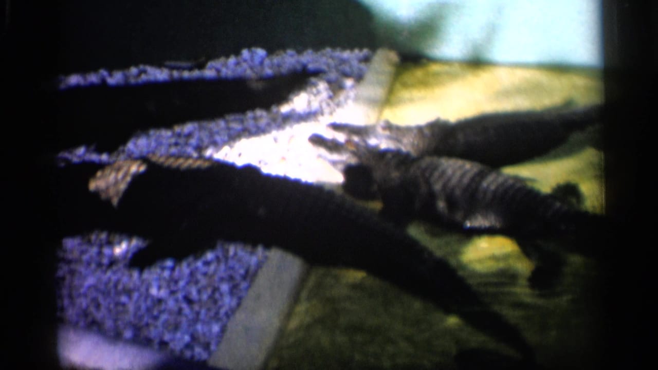 1958 Alabama 8mm frame showing dark alligators lying in shallow greenish water near blue gravel and rocks.