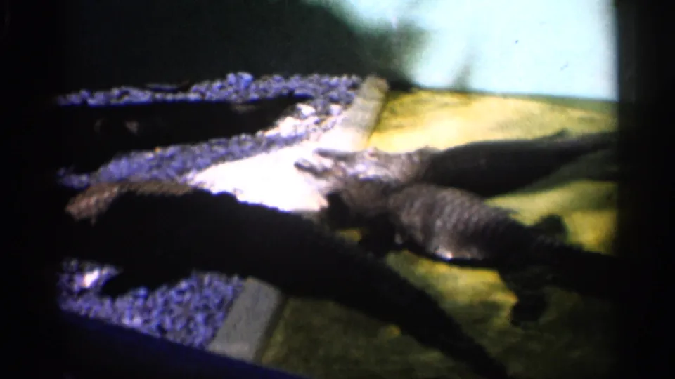 1958 Alabama 8mm still showing alligators near a rocky bank, shallow water, and dark frame edges from handheld filming.