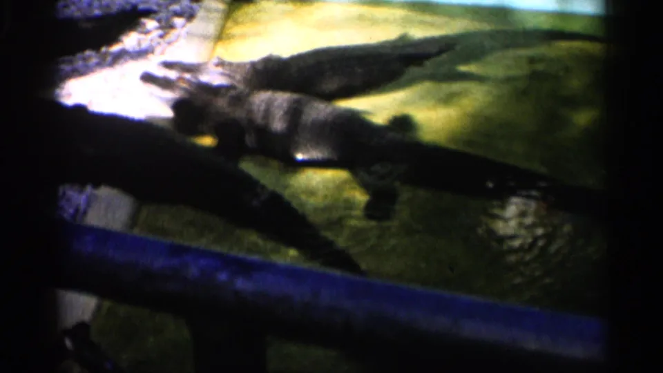 1958 Alabama frame showing alligators in shallow water, pale rocks, blue gravel, and a low blue foreground rail.