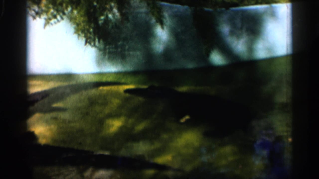 Alligator shapes in greenish water behind dark frame edges.