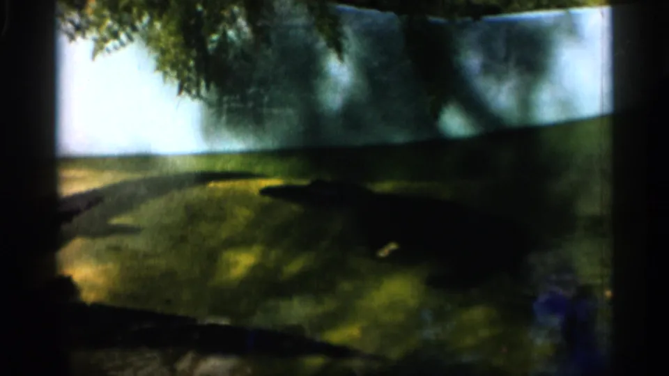 1958 Alabama 8mm footage appears to show alligators in murky enclosure water with reflections and dark borders.