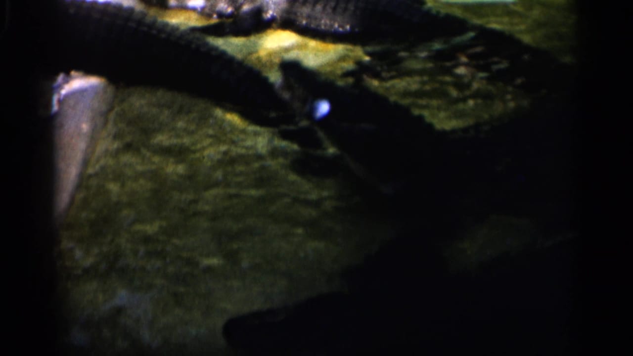 An alligator is seen close to the water surface in the likely Alabama wildlife exhibit footage, with another reptile form in shadow.