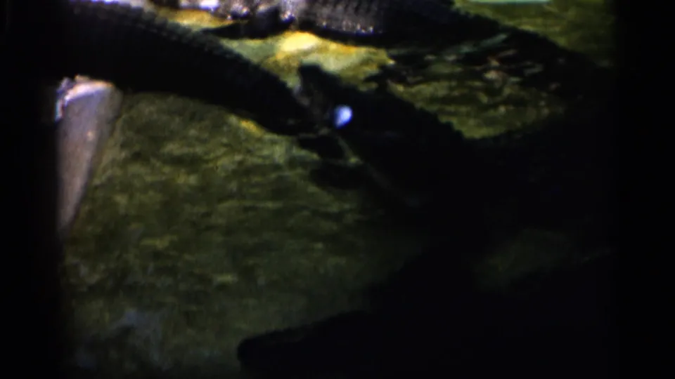 An alligator is seen close to the water surface in the likely Alabama wildlife exhibit footage, with another reptile form in shadow.