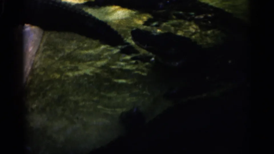 The frame shows alligator forms in greenish enclosure water, with soft focus, heavy shadow, and dark film borders.